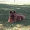 reddogpal3